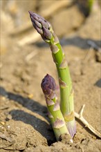 Asparagus spears growing in the field