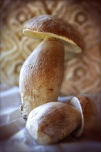 Porcino Mushrooms (Boletus edulis)