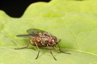 Muscid fly (Helina sp.)