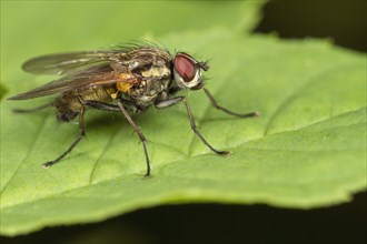Muscid fly (Helina sp.)