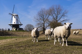 Sheep grazing in front of the windmill of Veere