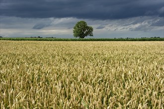 Common Ash (Fraxinus excelsior) behind a wheat field (Triticum L.)