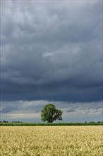 Common Ash (Fraxinus excelsior) behind a wheat field (Triticum L.) with dark storm clouds