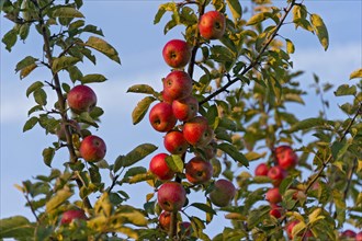 Unsprayed red apples on an apple tree