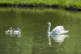 Mute Swan (Cygnus olor) with young birds