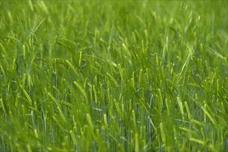 Grainfield with immature ears of Barley (Hordeum vulgare)