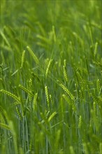 Grainfield with immature ears of Barley (Hordeum vulgare)