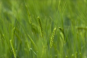 Grainfield with immature ears of Barley (Hordeum vulgare)