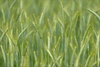 Grainfield with immature ears of Rye (Secale cereale)