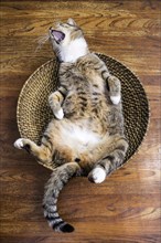 Cat lying on its back in a fruit basket yawning gleefully