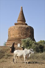 Ox in front of a stupa in the Pagoda Field of Bagan