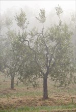 Olive trees (Olea europaea) in the fog