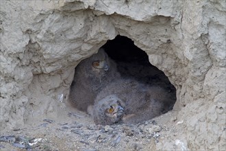 Eagle Owls (Bubo bubo)