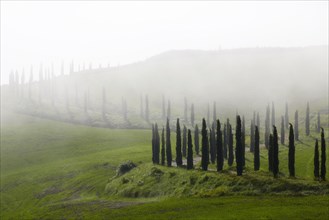 Cypress-lined road in the fog
