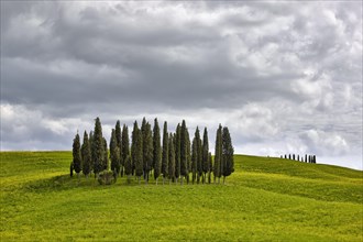 Group of cypress trees on a hilly field