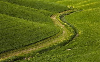 Hilly fields in the Crete Senesi region