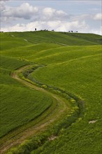 Hilly fields in the Crete Senesi region