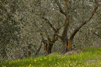 Olive trees (Olea europaea)