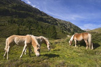 Tyrolean Haflinger horses