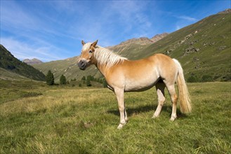Tyrolean Haflinger horse