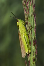 Leek Grasshopper (Mecostethus parapleurus)