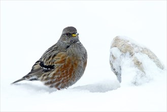 Alpine Accentor (Prunella collaris) in the snow