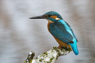 Kingfisher (Alcedo atthis)