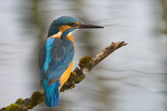 Kingfisher (Alcedo atthis)