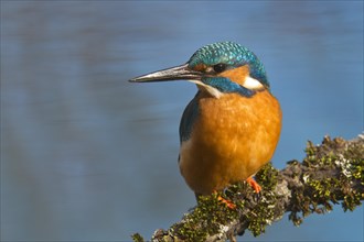 Kingfisher (Alcedo atthis)