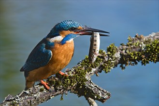 Kingfisher (Alcedo atthis)