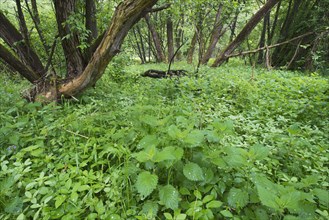 Floodplain forest of the Lafnitz river