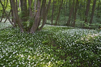 Ramsons or Wild Garlic (Allium ursinum)