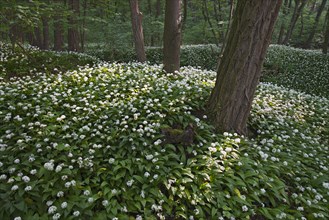 Ramsons or Wild Garlic (Allium ursinum)