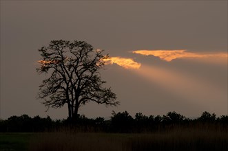 Silhouette of a tree at sunset