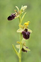 Early Spider Orchid (Ophrys sphegodes) and a Goldenrod Crab Spider (Misumena vatia)