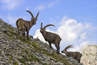 Alpine Ibex or Steinbock (Capra ibex)