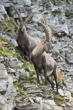 Alpine Ibex or Steinbock (Capra ibex)