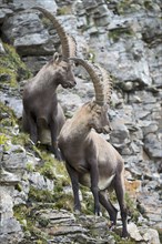 Alpine ibex or Steinbock (Capra ibex)