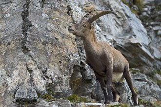 Alpine Ibex or Steinbock (Capra ibex)