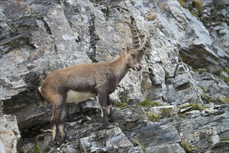 Alpine Ibex or Steinbock (Capra ibex)