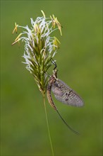Mayfly (Ephemeroptera)