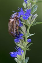 Summer Chafer or European June Beetle (Amphimallon solstitiale)