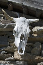 Cow skull on a mountain hut