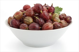 Red gooseberries (Ribes uva-crispa