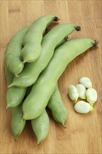 Broad beans (Vicia faba)