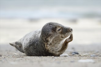 Young Grey Seal (Halichoerus grypus) with flipper in front of face