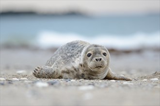 Young Grey Seal (Halichoerus grypus)