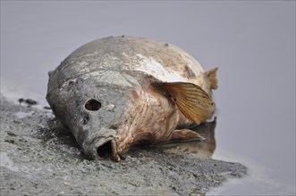 Dead Carp (Cyprinus carpio)