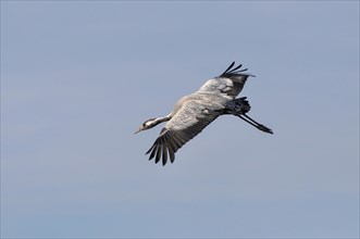 Common Crane (Grus grus) in flight at staging area