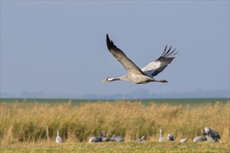 Common Crane (Grus grus) in flight over a meadow shouting